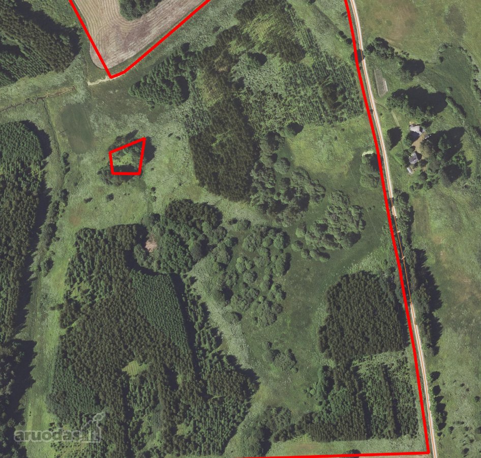 Parduodamas 20 metų beržo, eglės, juodalksnio - nuotraukos Nr. 4