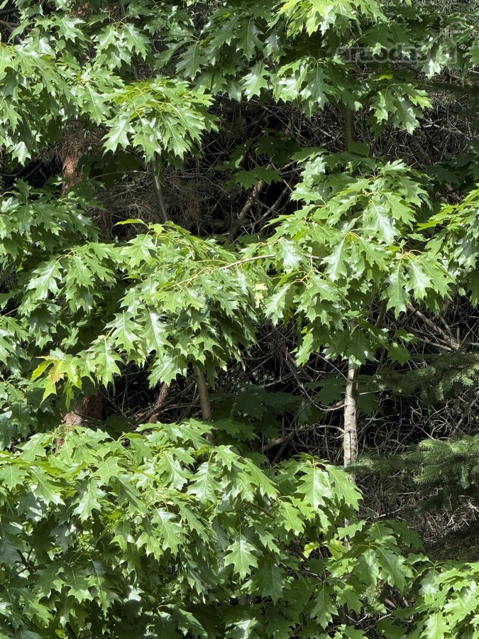 Erdvus 16,05 arų sklypas Tarandėje – - nuotraukos Nr. 11