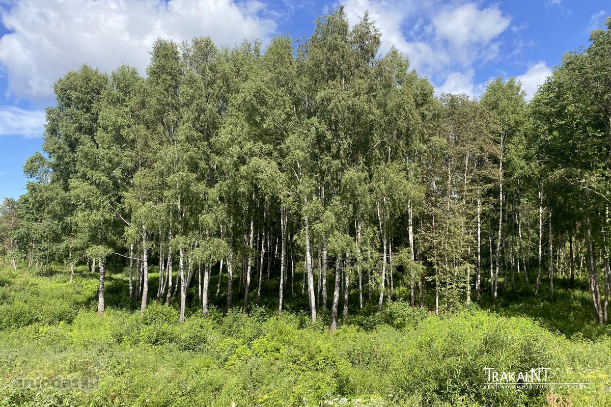 Parduodamas 1,96 Ha Sklypas Ūkininko Sodybai - nuotraukos Nr. 12