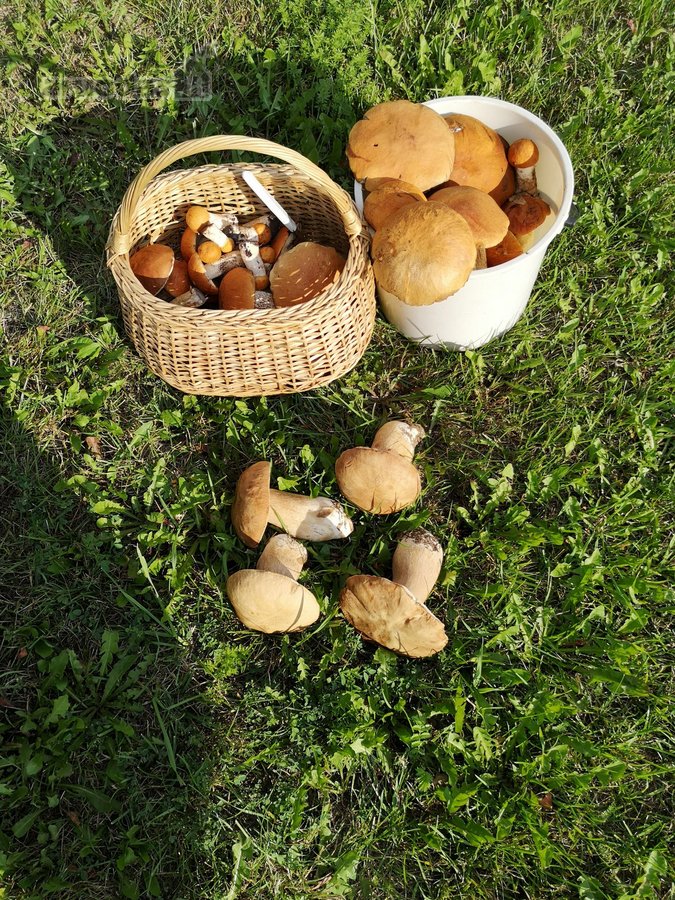 Parduodama Jauki Sodyba Gamtos Apsuptyje – - nuotraukos Nr. 10