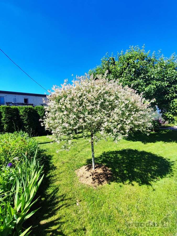 Renovuotas namas su 15,60 arų sklypu Neravuose - nuotraukos Nr. 31
