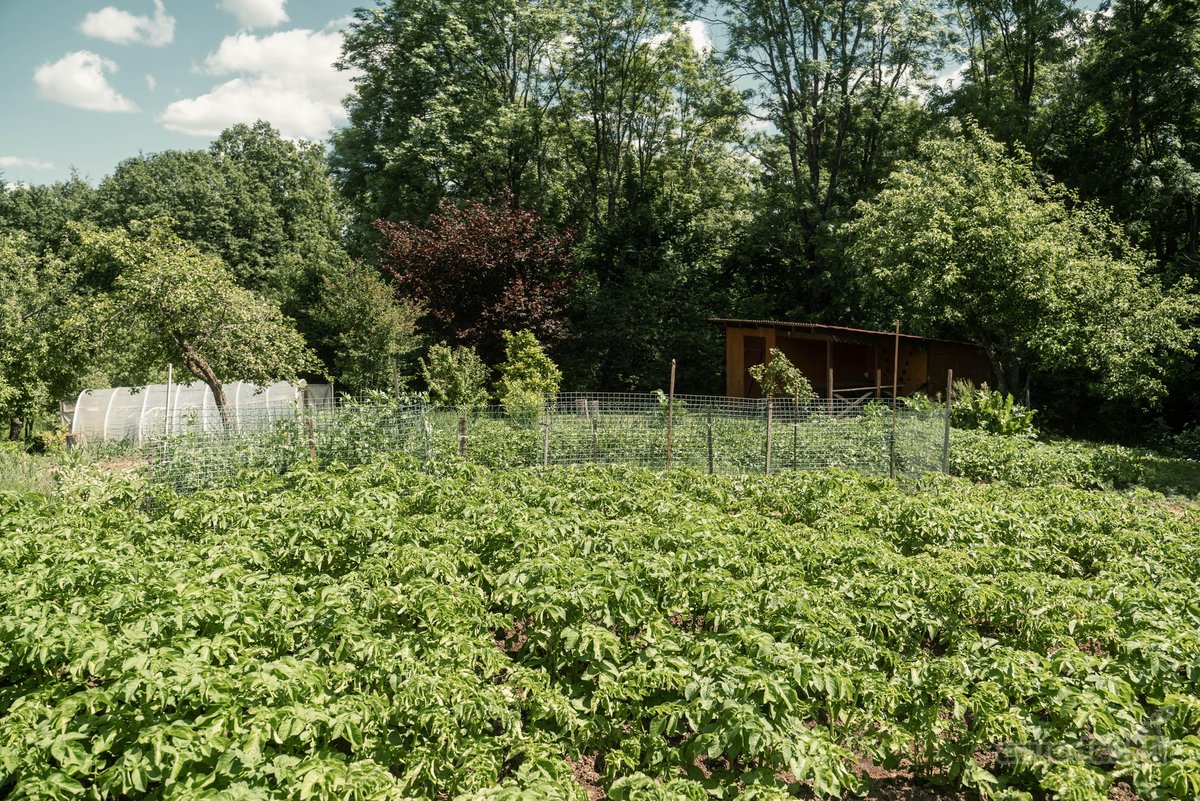 Parduodami kartu du greta esantys sklypai - nuotraukos Nr. 16