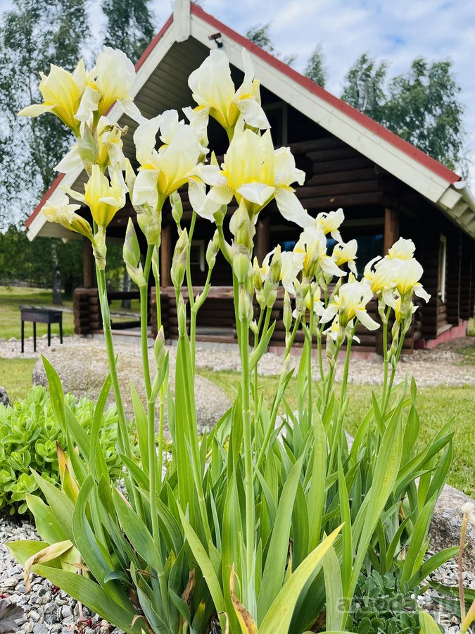 Parduodamas sėkmingai veikiantis kaimo - nuotraukos Nr. 23