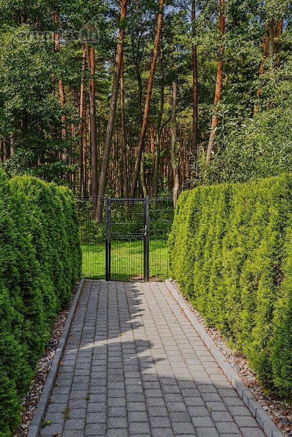 Pirmoje pušyno linijoje, komplekse “Gintarinė - nuotraukos Nr. 30