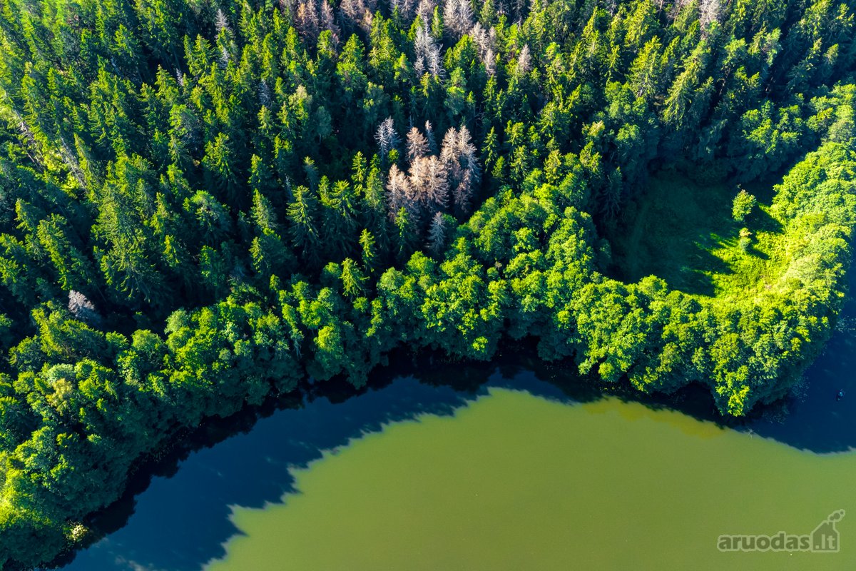 Parduodamas 0,7198 Ha Miškų Ūkio Paskirties - nuotraukos Nr. 9