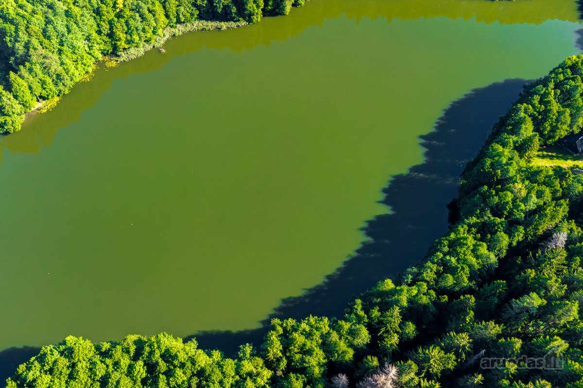 Parduodamas 0,7198 Ha Miškų Ūkio Paskirties - nuotraukos Nr. 10