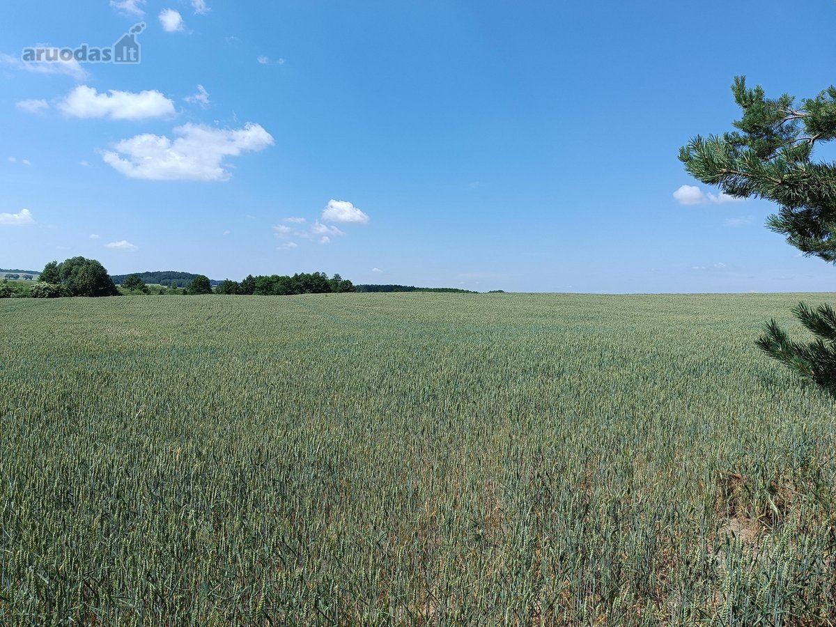 Galimas Pardavimas Su Visais Pastatais Namu. - nuotraukos Nr. 5