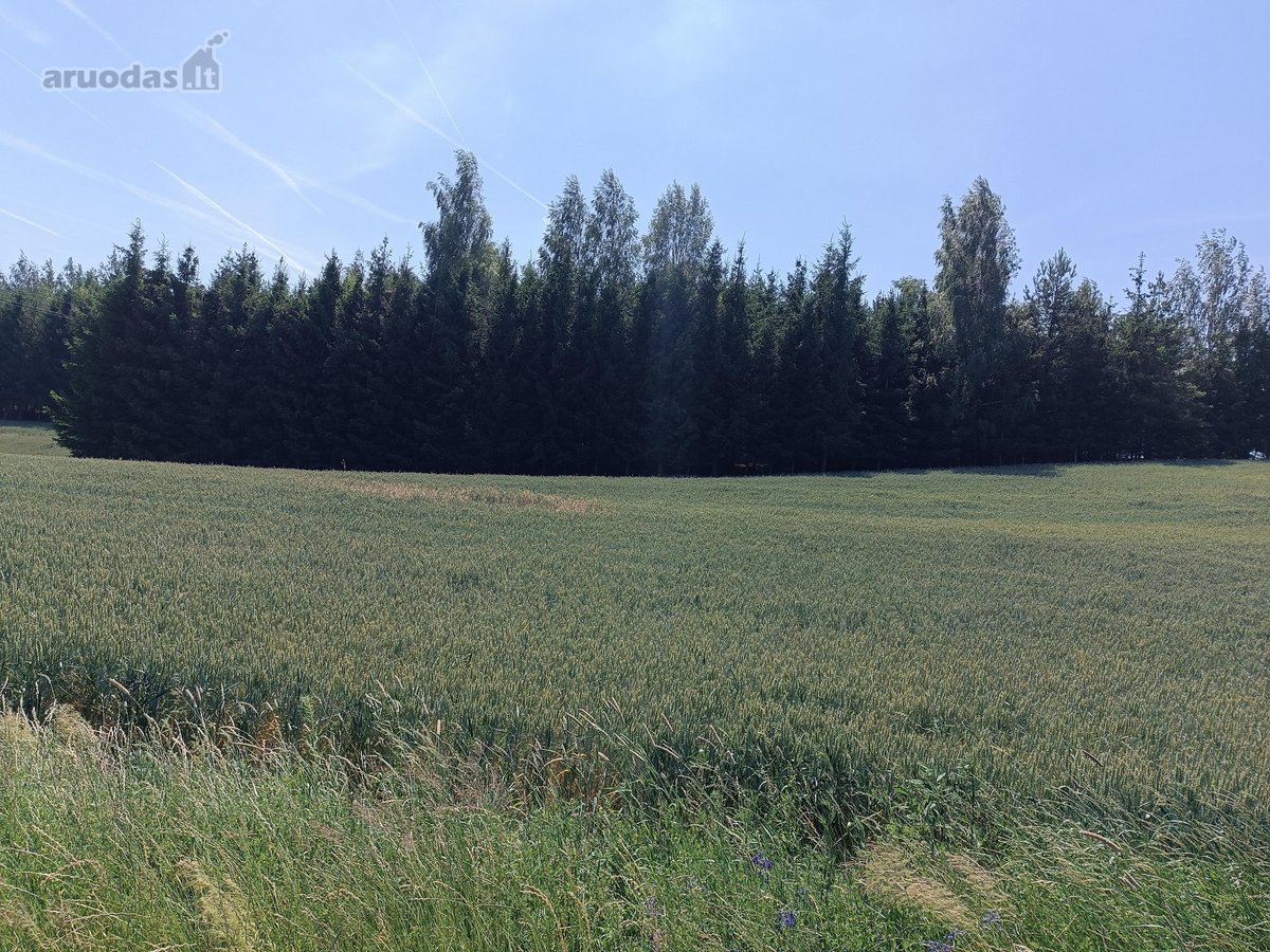 Galimas Pardavimas Su Visais Pastatais Namu. - nuotraukos Nr. 30