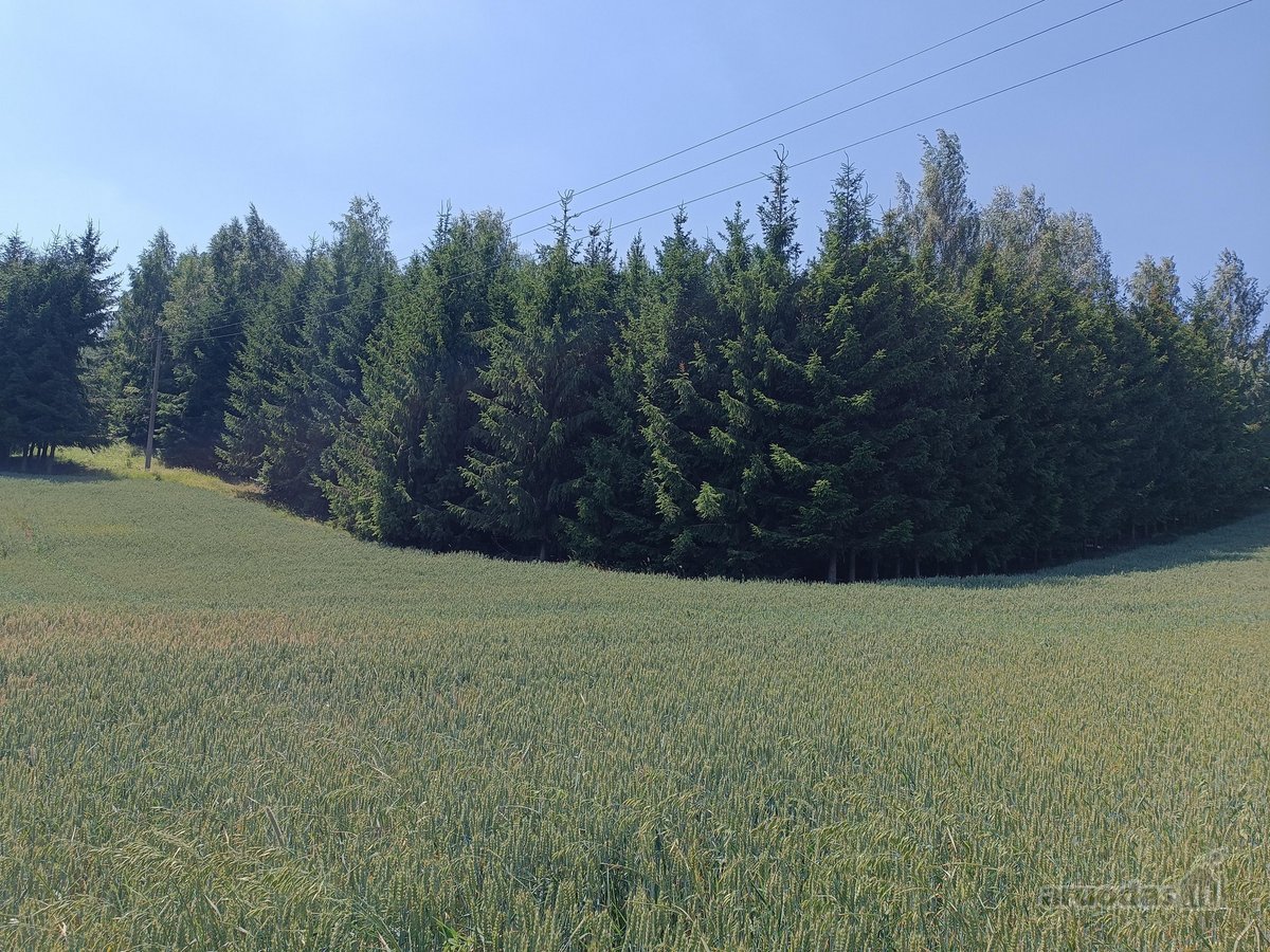 Galimas Pardavimas Su Visais Pastatais Namu. - nuotraukos Nr. 34