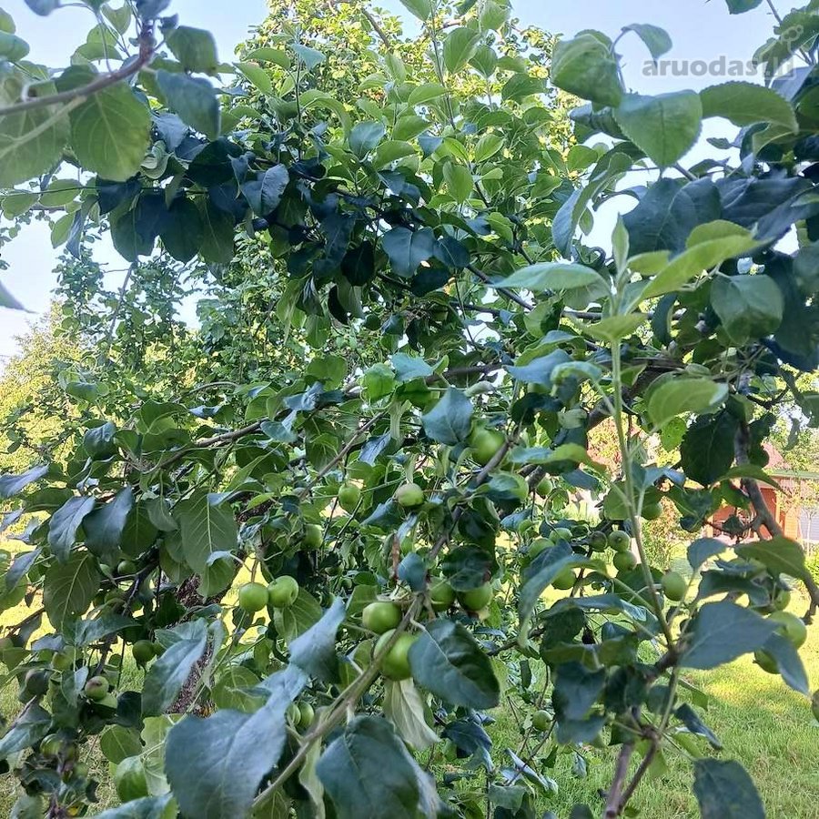 Sklypas sodų bendrijoje "Širvinta", Prie Pat - nuotraukos Nr. 11