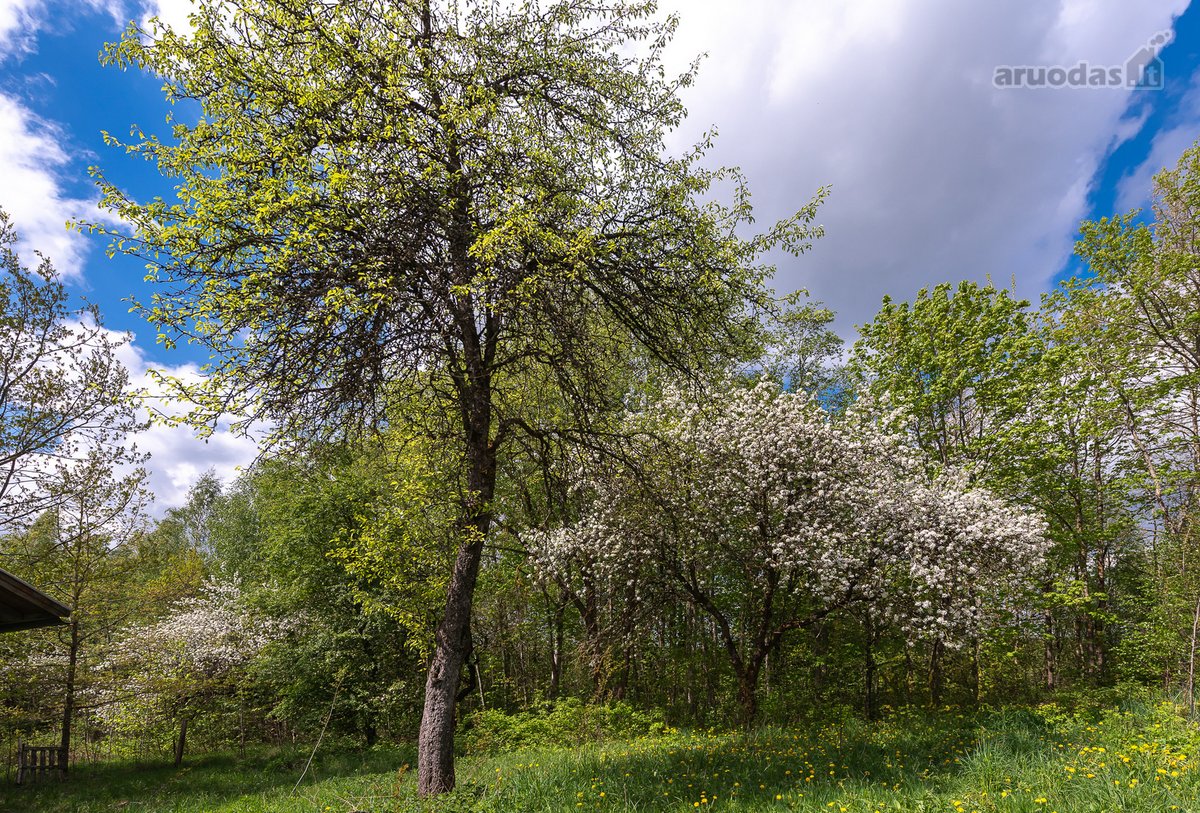 Parduodamas 87,59 arų namų valdos sklypas su - nuotraukos Nr. 14