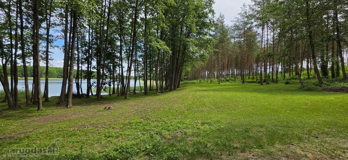 Du sklypai pušyne: 67 arų ir 65 arų, keli - nuotraukos Nr. 4