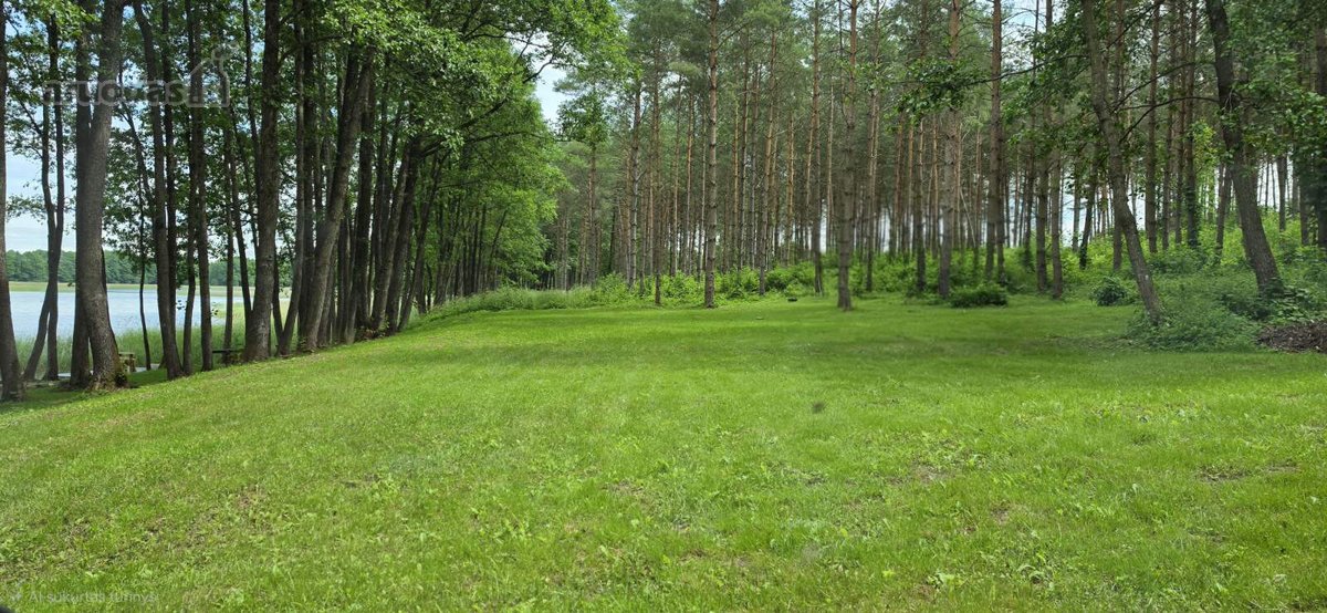 Du sklypai pušyne: 67 arų ir 65 arų, keli - nuotraukos Nr. 5