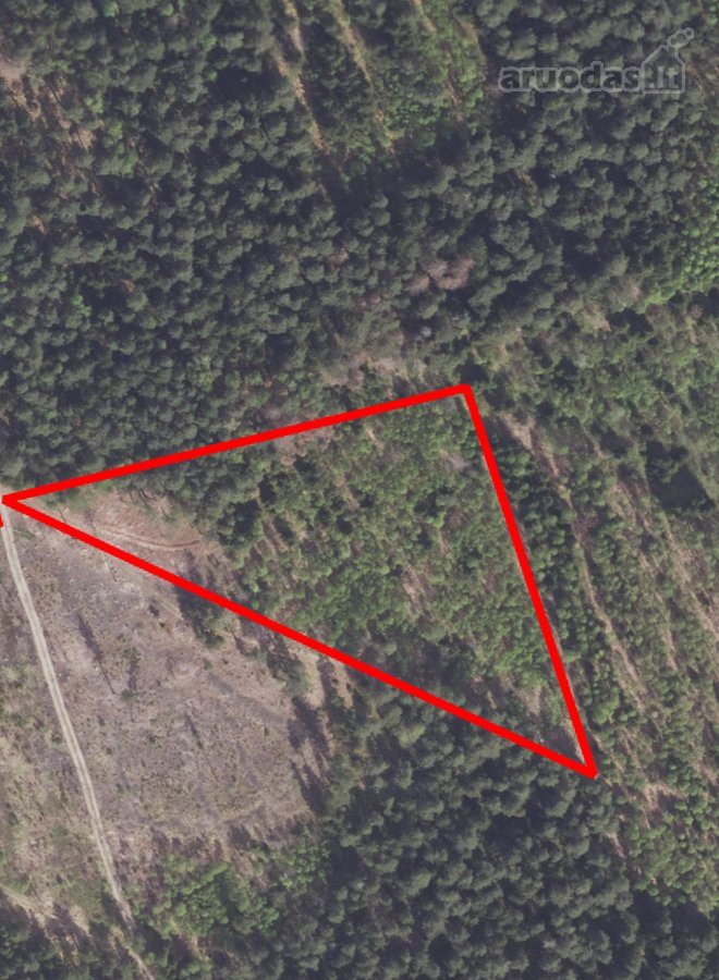 Parduodami du miškai 21,73 ha Šilų kaime - nuotraukos Nr. 3