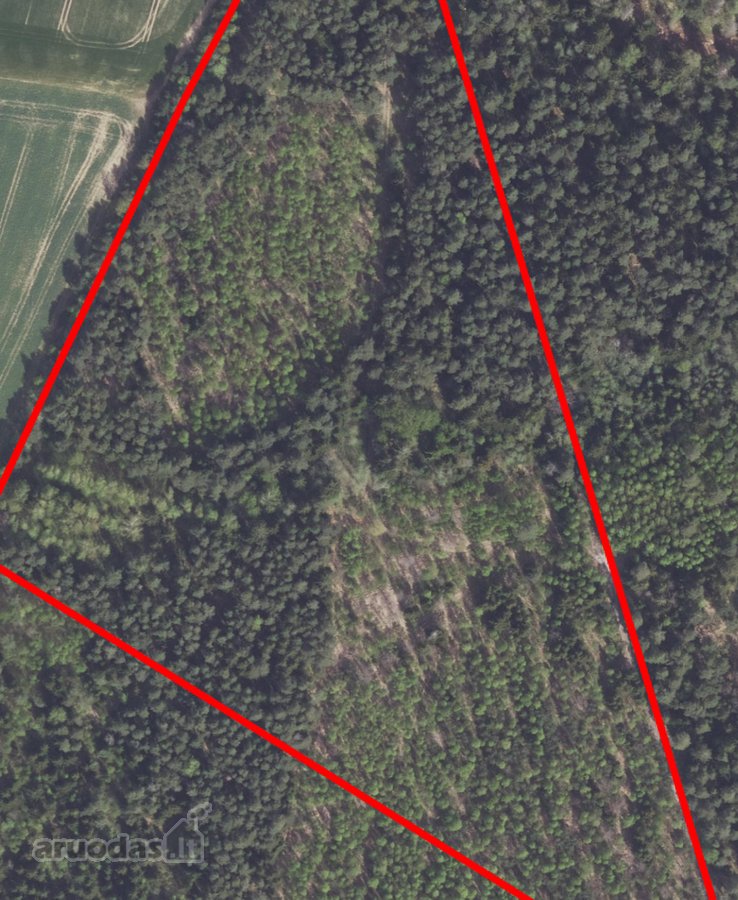 Parduodami du miškai 21,73 ha Šilų kaime - nuotraukos Nr. 4
