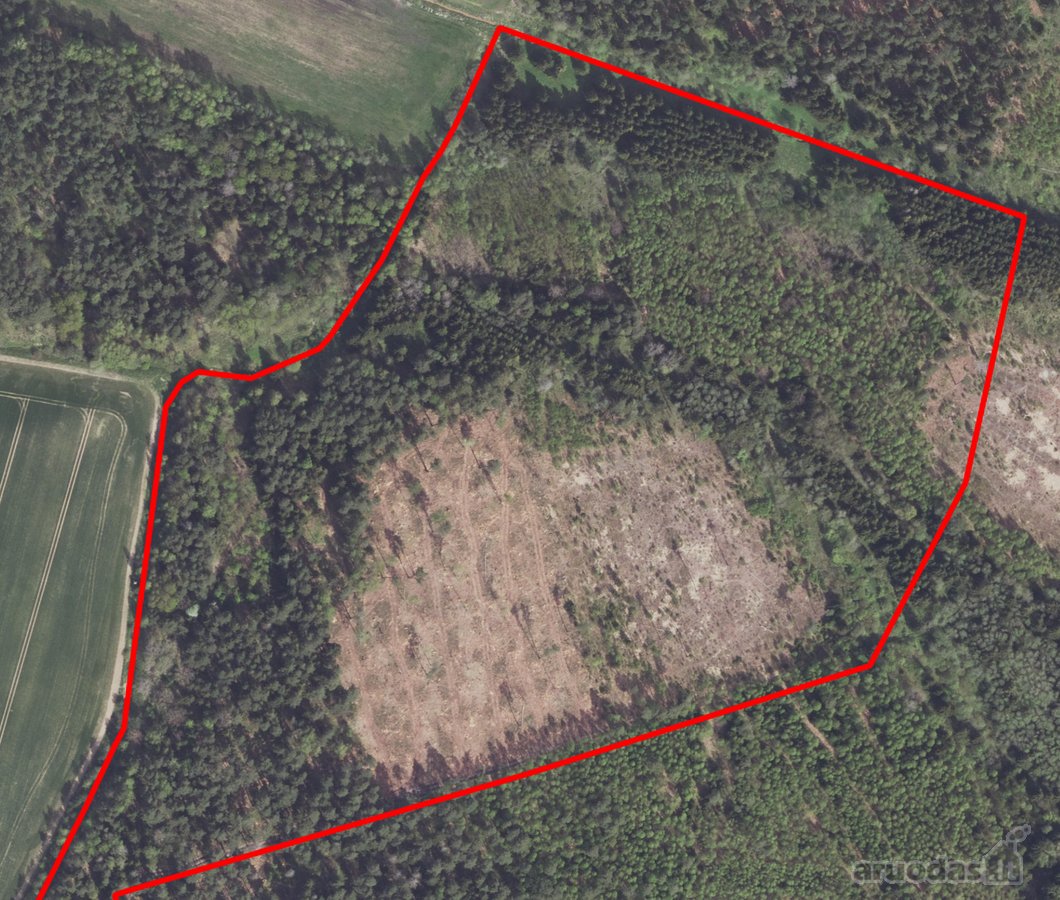Parduodami du miškai 21,73 ha Šilų kaime - nuotraukos Nr. 5
