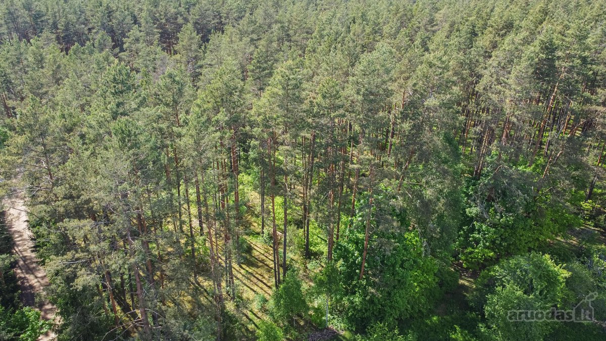 Vingiuotas pušyno keliukas veda į - nuotraukos Nr. 7