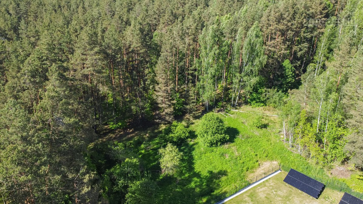 Vingiuotas pušyno keliukas veda į - nuotraukos Nr. 8