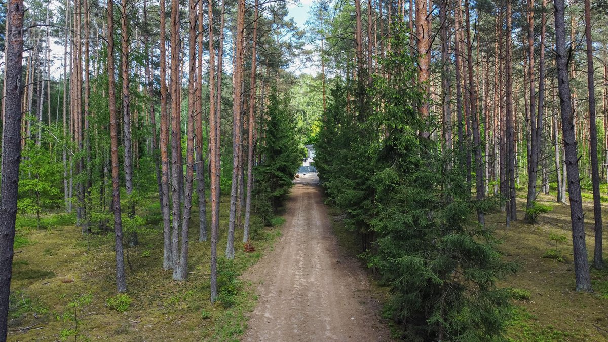 Vingiuotas pušyno keliukas veda į - nuotraukos Nr. 3
