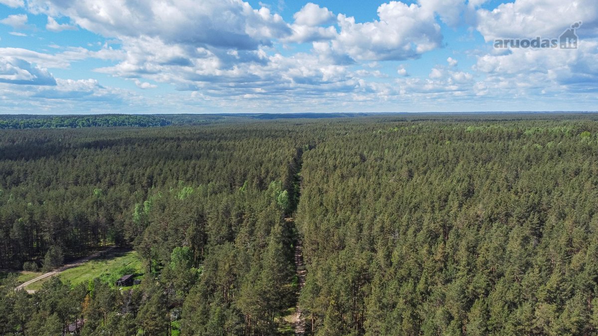 Vingiuotas pušyno keliukas veda į - nuotraukos Nr. 11