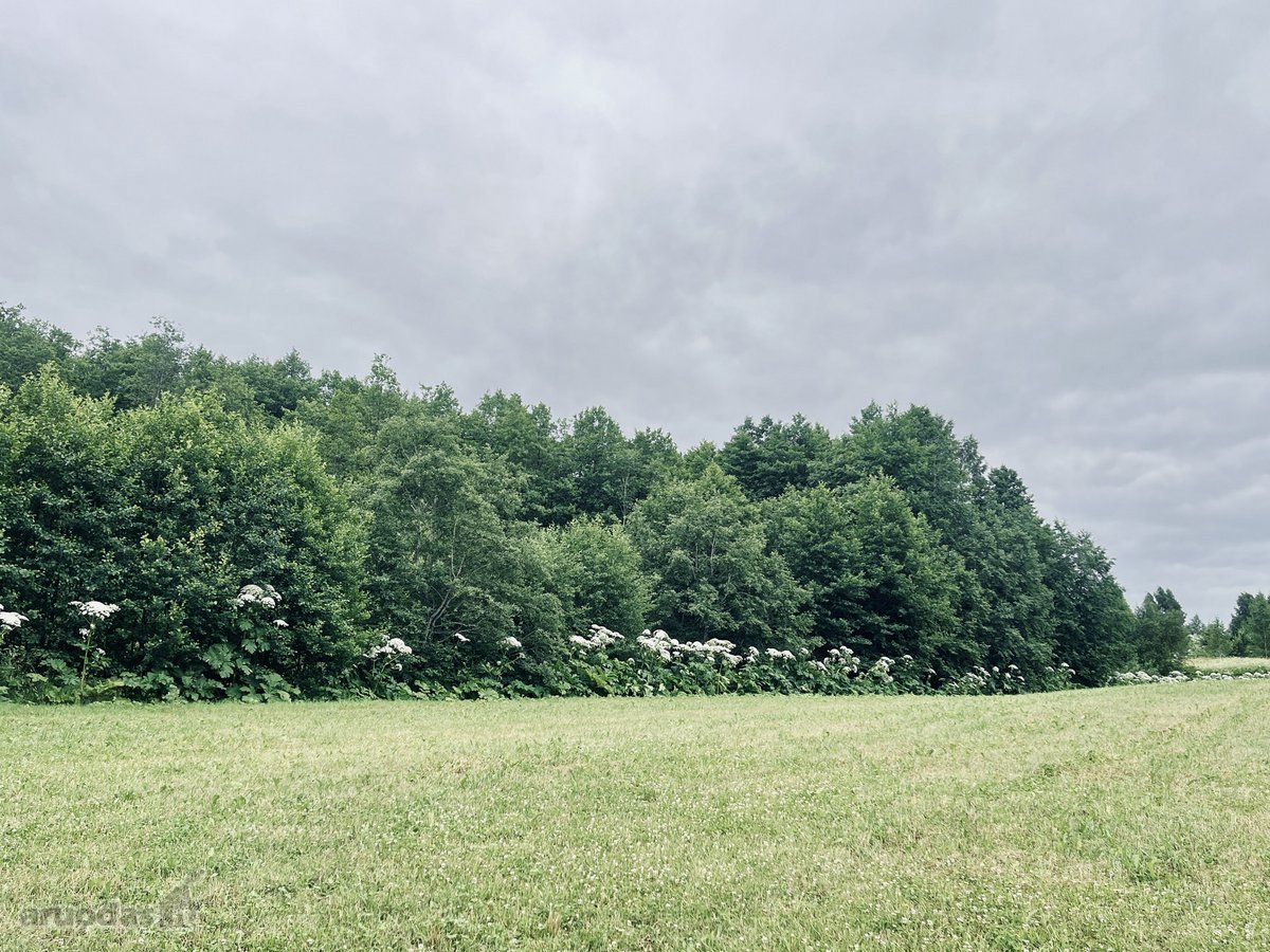 Parduodamas 72,26 arų žemės ūkio paskirties - nuotraukos Nr. 12