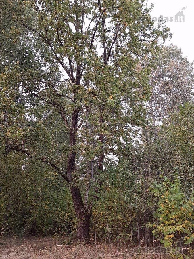 Parduodamas 18 ha natūralaus kraštovaizdžio - nuotraukos Nr. 3