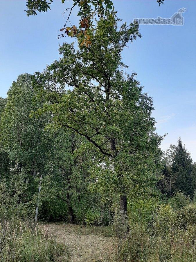 Parduodamas 18 ha natūralaus kraštovaizdžio - nuotraukos Nr. 12