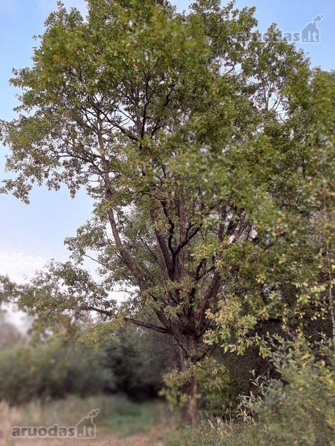 Parduodamas 18 ha natūralaus kraštovaizdžio - nuotraukos Nr. 14