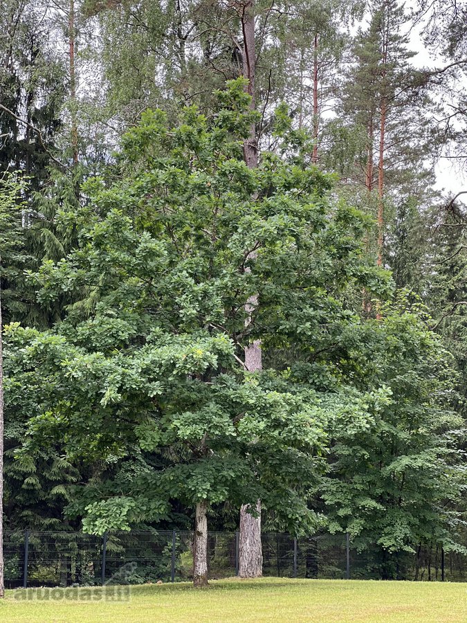 Sklypas yra susiformavusioje, uždaroje - nuotraukos Nr. 3