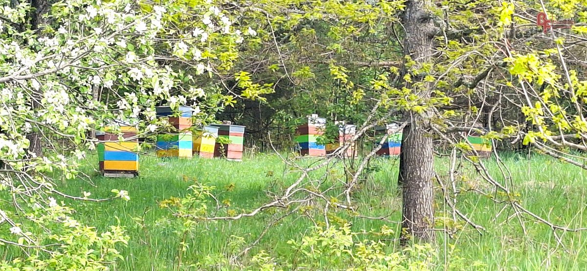 Parduodami 2 besiribojantys sklypai Molėtų r. - nuotraukos Nr. 7