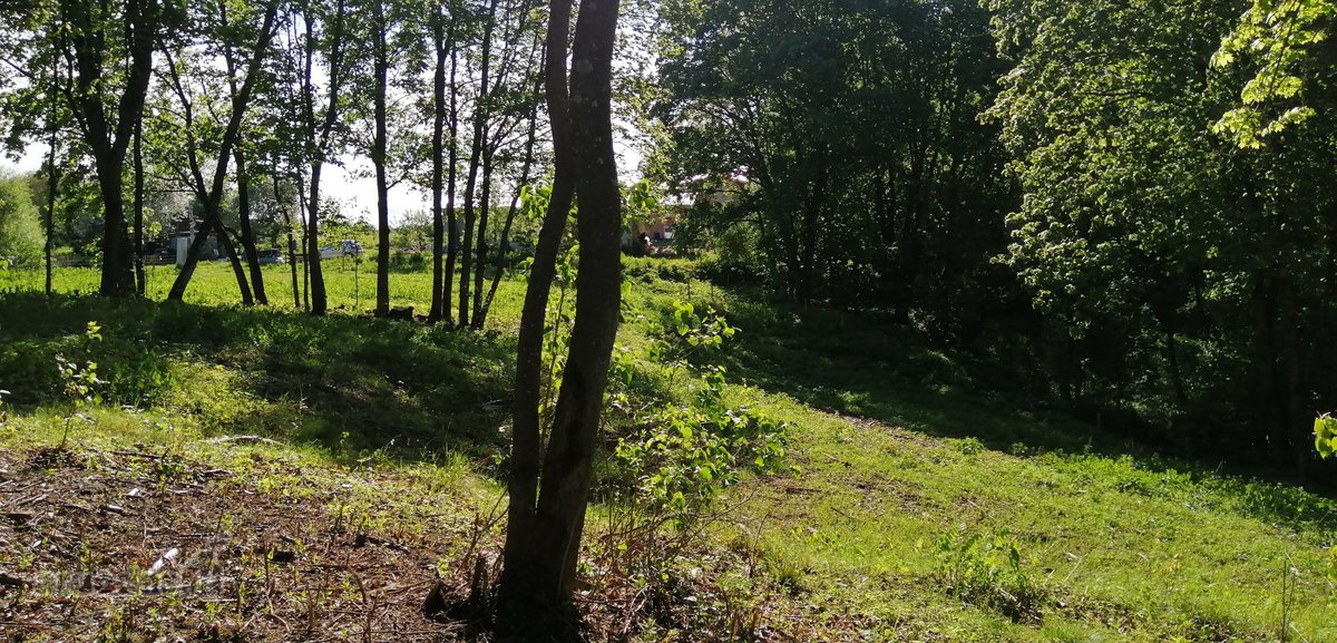 Išnuomojamas 91a sklypas šalia Maišiagalos