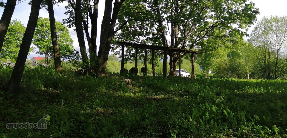 Išnuomojamas 91a sklypas šalia Maišiagalos - nuotraukos Nr. 4