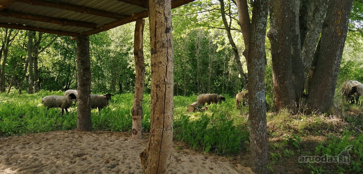Išnuomojamas 91a sklypas šalia Maišiagalos - nuotraukos Nr. 6