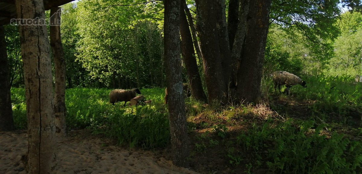 Išnuomojamas 91a sklypas šalia Maišiagalos - nuotraukos Nr. 7