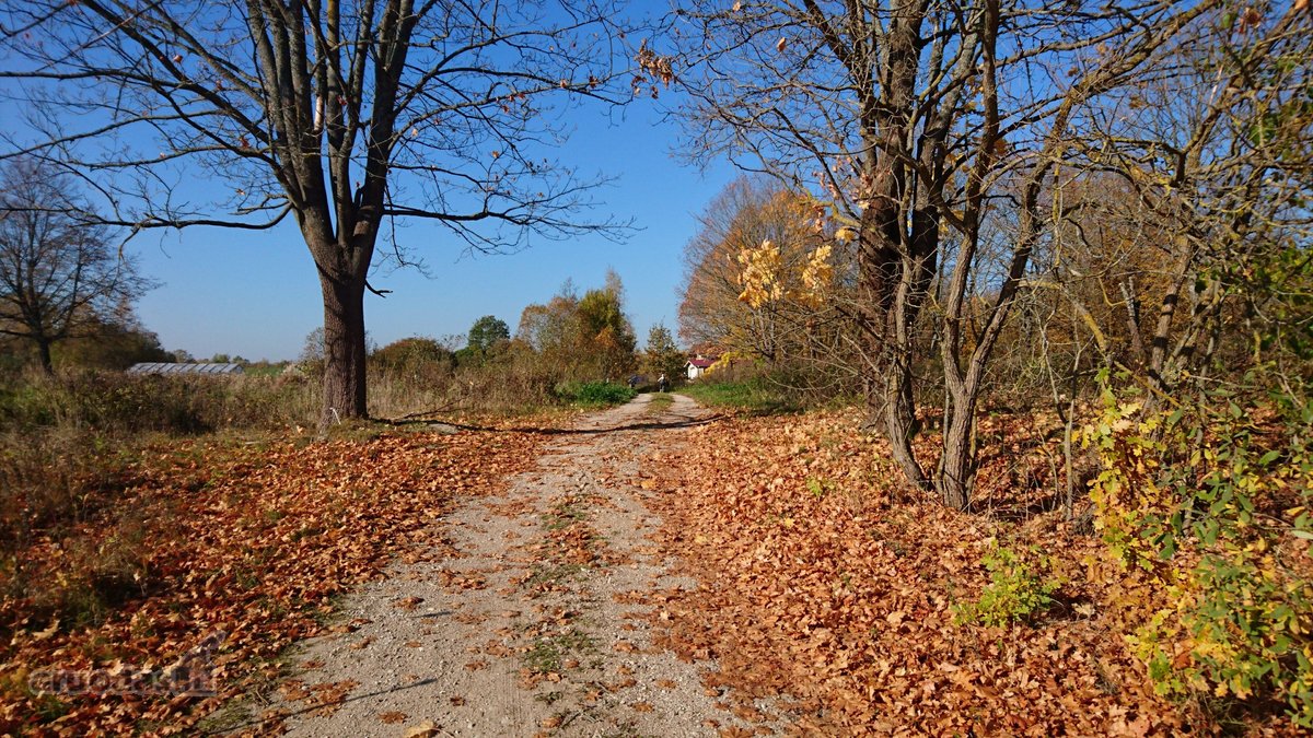 Išnuomojamas 91a sklypas šalia Maišiagalos - nuotraukos Nr. 9