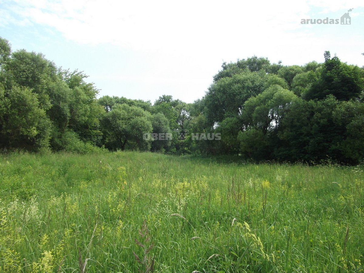 Parduodamas 3,6ha žemės ūkio paskirties - nuotraukos Nr. 12