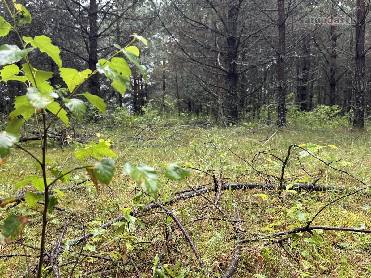 Parduodami naujai suformuoti namų valdos - nuotraukos Nr. 10