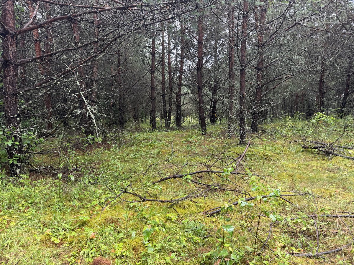 Parduodami naujai suformuoti namų valdos - nuotraukos Nr. 11