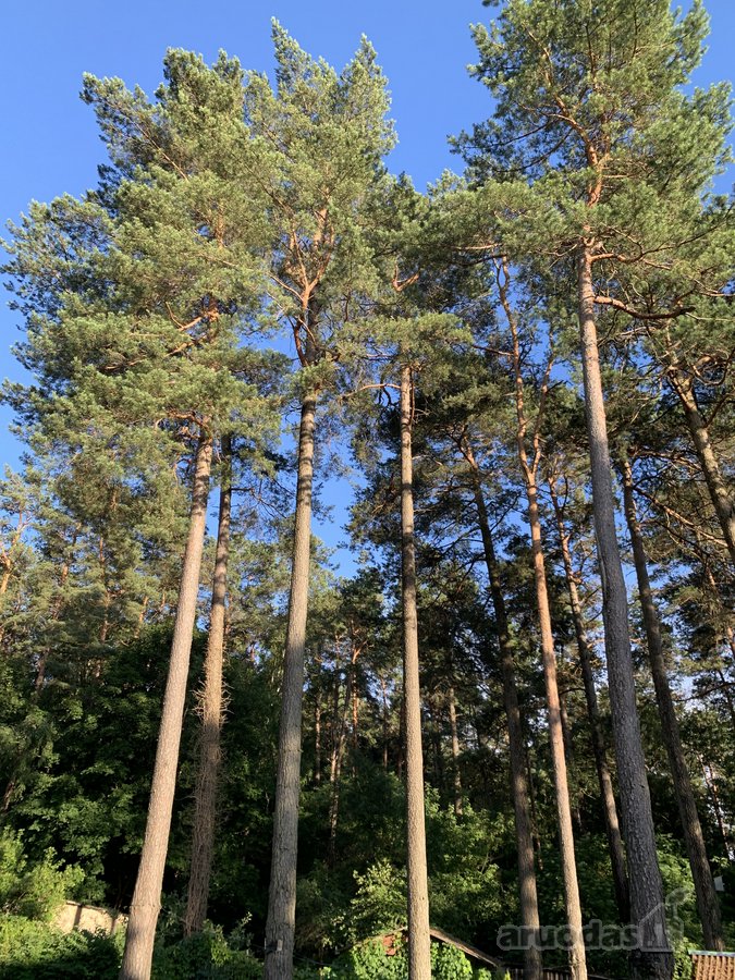 2 kambarių butas žaliame Vilniaus rajone su - nuotraukos Nr. 32