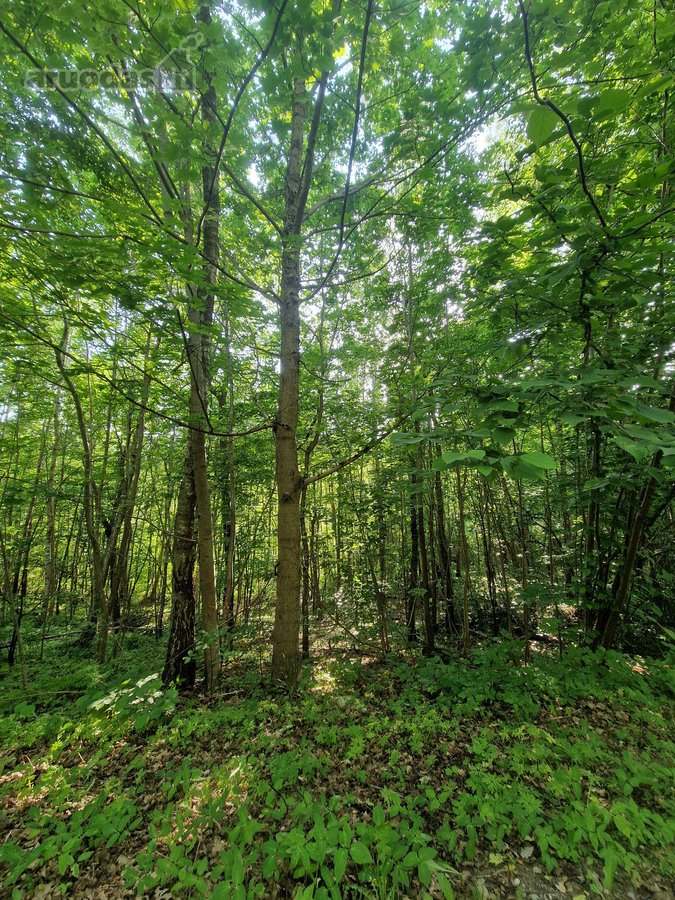 Klaipėdos r. sav., Kiškėnų k. - nuotraukos Nr. 2