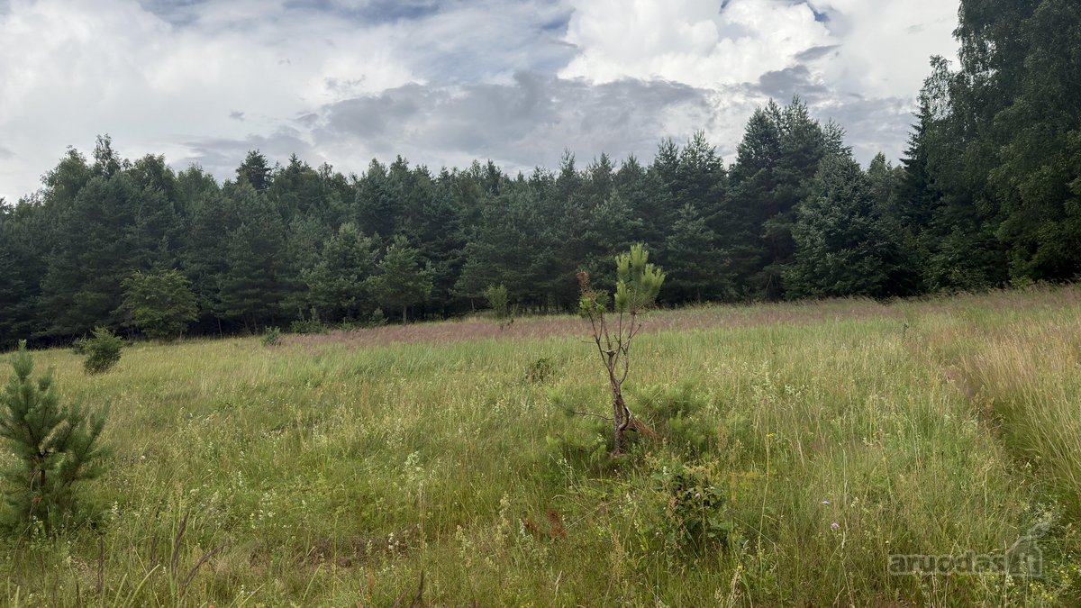 Parduodamas 3 ha žemės ūkio paskirties - nuotraukos Nr. 3