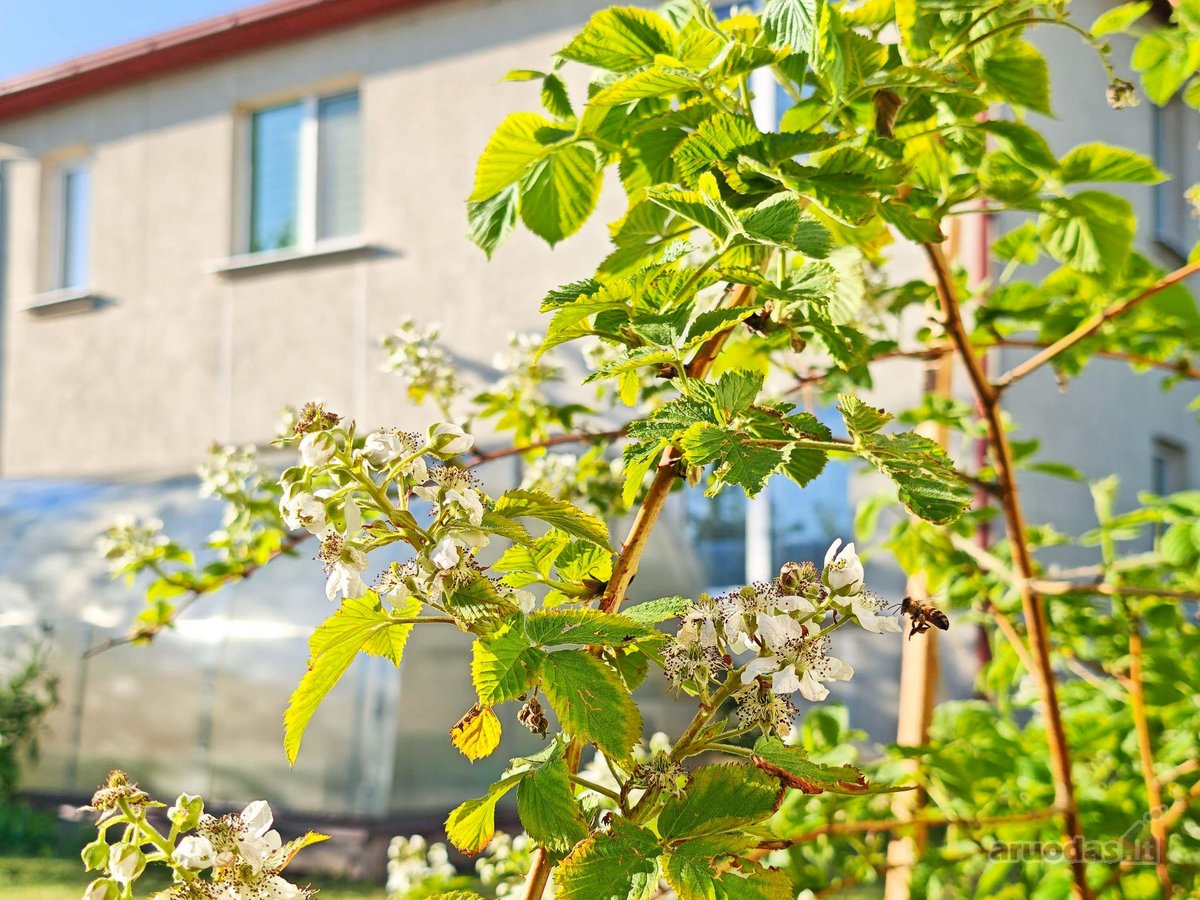 Išskirtinis namas Raseinių miesto centre – - nuotraukos Nr. 8