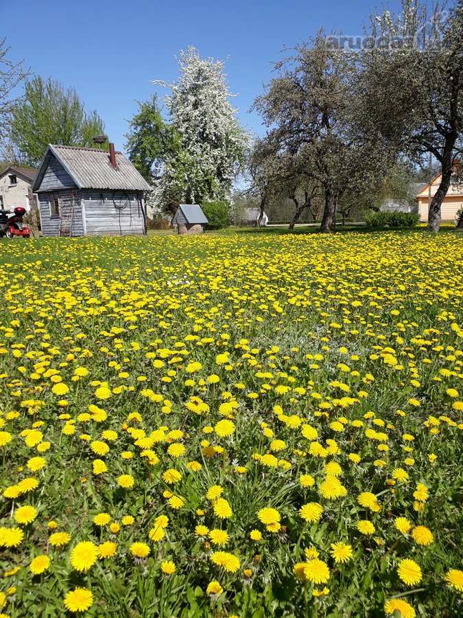 Parduodama neapleista 40 arų sodyba su daug - nuotraukos Nr. 14