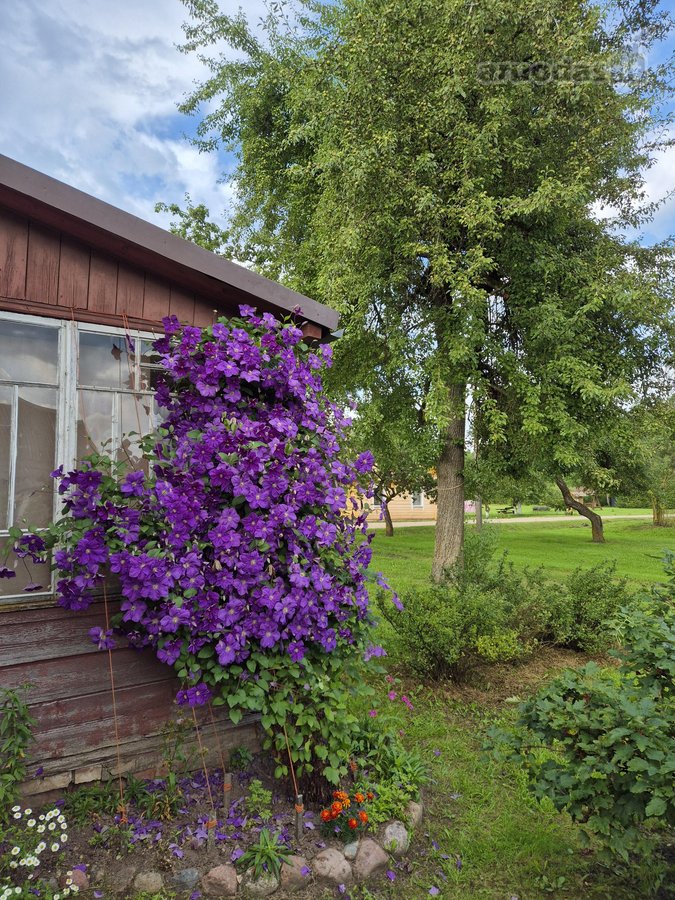 Parduodama neapleista 40 arų sodyba su daug - nuotraukos Nr. 6