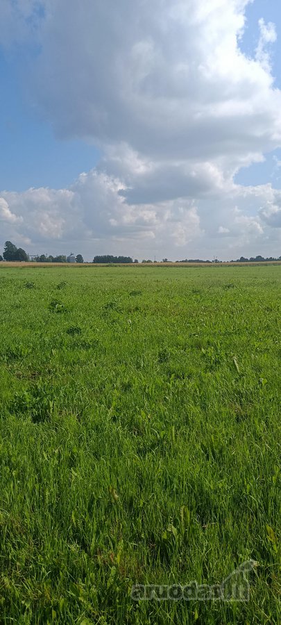 Parduodama Sodybavietė Su 8,81 Ha Žemės – - nuotraukos Nr. 8