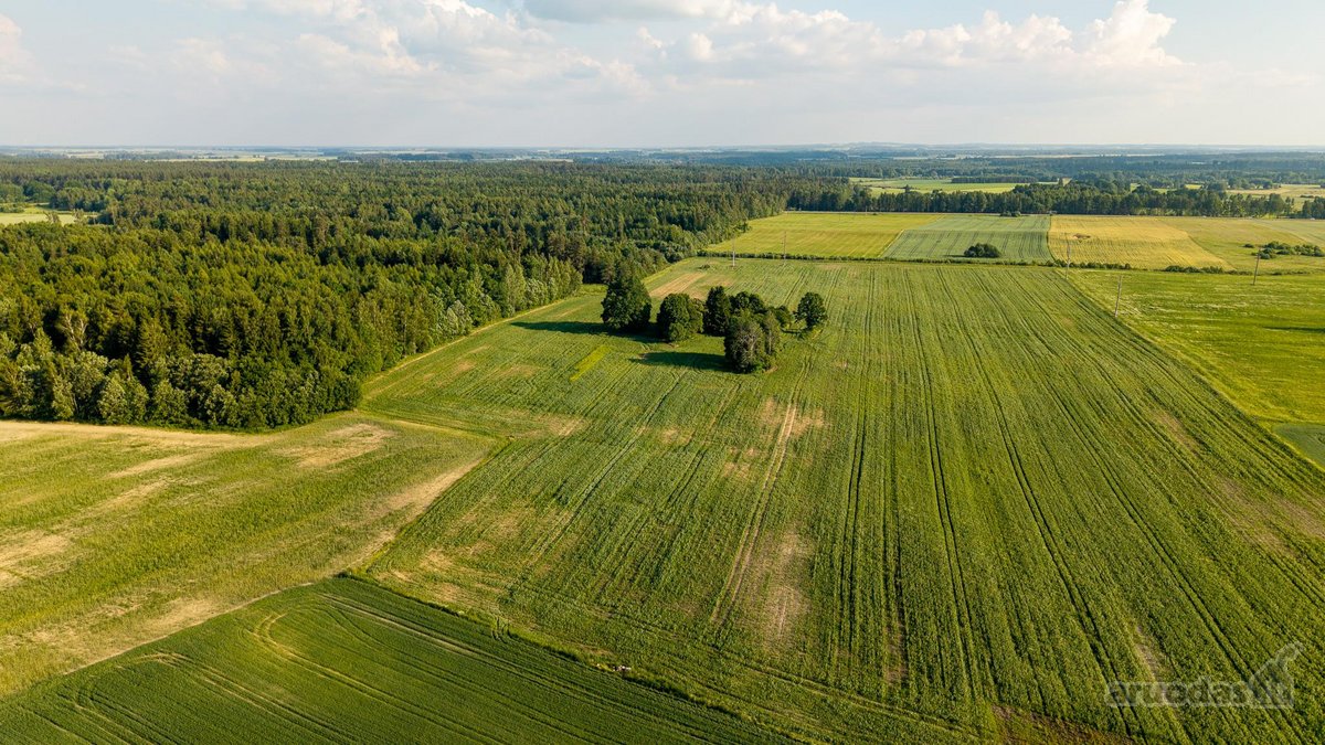 Parduodama sena sodyba su 2,5 ha žemės sklypu - nuotraukos Nr. 10