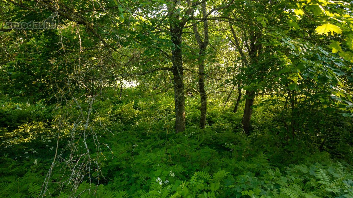 Parduodama sena sodyba su 2,5 ha žemės sklypu - nuotraukos Nr. 19