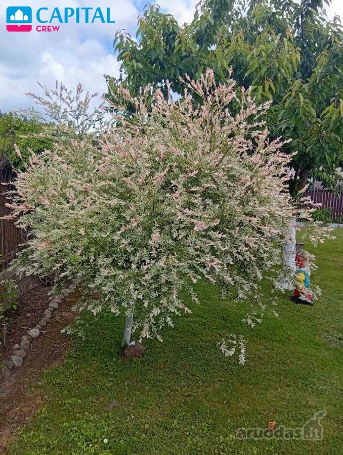 Parduodamas 6 a sklypas su namuku Valų k., - nuotraukos Nr. 19