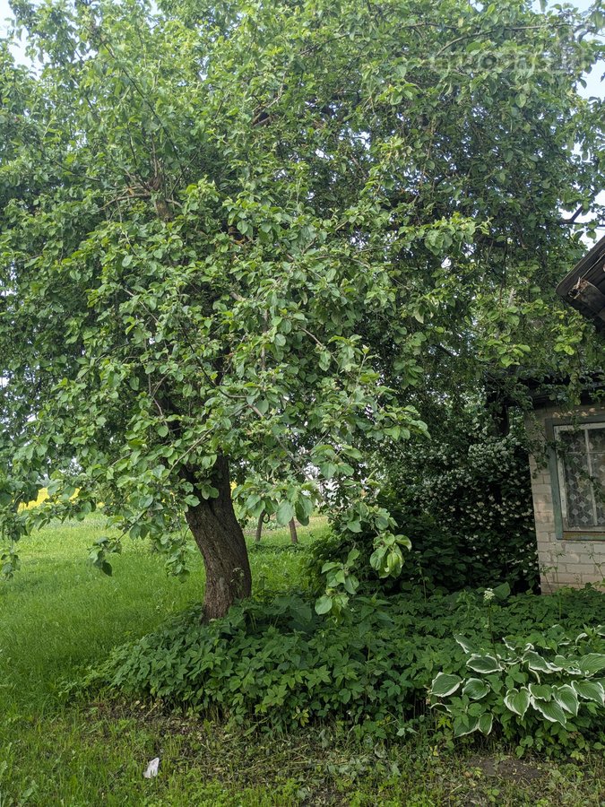 Vos už 40 km nuo Vilniaus, privažiavimas - nuotraukos Nr. 19