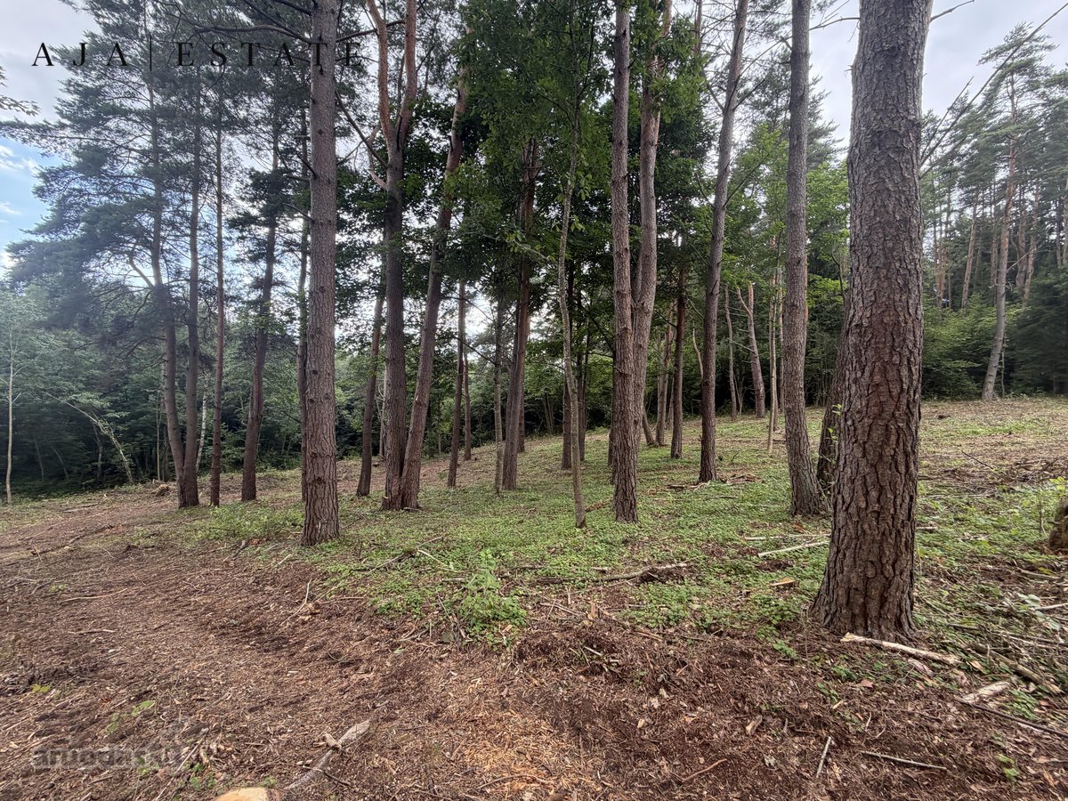 Parduodamas 1,97 ha sklypas miško apsuptyje, - nuotraukos Nr. 21